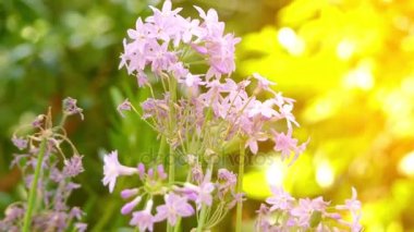 Tulbaghia violacea, olarak da bilinen toplum sarımsak veya pembe Agapanthus'tan almıştır, çiçekli bitki Soğangiller (Kwazulu-Natal ve Cape Eyaleti), Afrika ve Tanzanya ve Meksika için soğan ailesindeki familyasından.