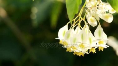 Begonya undulata. Begonya çok yıllık bitkiler Begoniaceae ailesindeki cinsidir. Begonias nemli astropikal ve tropikal iklimlerde yerli vardır.