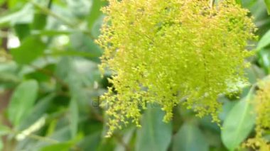 Yumuşak corkwood bilinen Caldcluvia paniculosa Avustralya'nın yağmur ormanlarında ağacıdır. OURIMBAH tropikal Queensland dan oluşur. Corkwood, gül yapraklı marara, kahverengi kızılağaç ve sugarbark adlarını içerir.