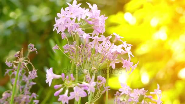 Tulbaghia violacea, також відомий як суспільство часник або рожевий agapanthus, є цвітіння рослин у родині цибуля Alliaceae Африці (Квазулу-Наталь і Капській провінції) і Танзанії і Мексики. — стокове відео
