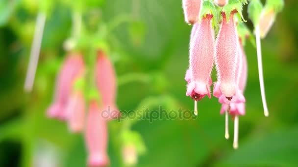 Sinningia sellovii. Sinningia es un género de plantas con flores perteneciente a la familia Gesneriaceae. Lleva el nombre de Wilhelm Sinning, jardinero de Botanische Garten der Friedrich-Wilhelms-Universitat Bonn . — Vídeo de stock