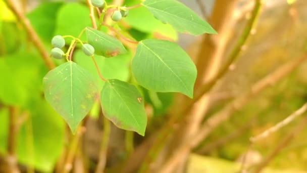 Homalanthus populifolius, corazón sangrante o álamo de Queensland, es una planta australiana de la selva tropical. A menudo aparece en áreas de perturbación de la selva tropical. . — Vídeos de Stock