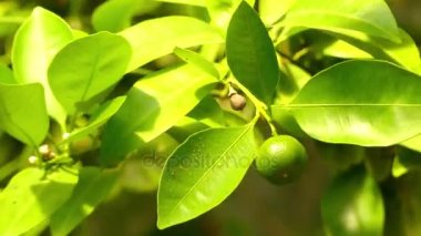 Calamondin (Citrofortunella microcarpa veya mitis) arasında bir cins narenciye üyesi ve Kamkat Fortunella için ait intergenetic bir melez olduğu anlamına gelir önemli bir citrofortunella olduğunu.