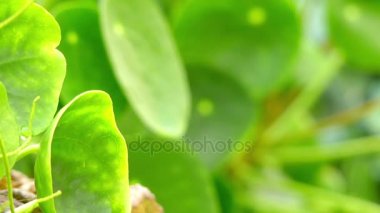 Çin para bitki, gözleme bitki, lefse bitki veya misyoner bitki olarak bilinen pilea peperomioides, Urticaceae, Yunnan Eyaleti Güney Çin'e ailesindeki çiçekli bitkiler familyasından