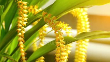 Dendrochilum latifolium. Cins epifitik, lithophytic ve orkide aile (Salepgiller birkaç karasal çiçekli bitkilerde Dendrochilum olduğunu).