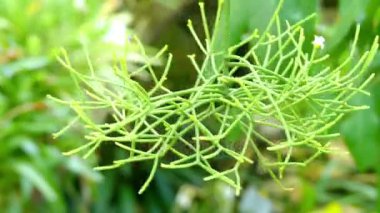 Rhipsalis teres (costaricensis). Rhipsalis epifitik kaktüsler cinsidir. Bunlar ökse otu kaktüsler bilinir. Rhipsalis biri kabile Rhipsalideae alt familya Cactaceae Cactoideae içinde bir parçasıdır.