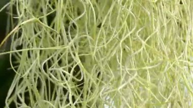 Kez daha büyük ağaçlar yaygın olarak Güney canlı meşe (Quercus virginiana) ve kel servi (Taxodium distichum yetişen bitki İspanyolca moss (Tillandsia usneoides) olduğunu).