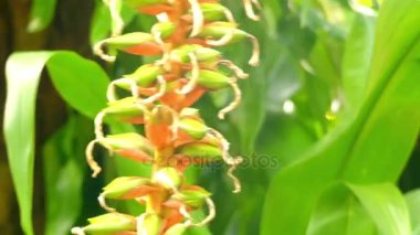 Pitcairnia maidifolia cins Pitcairnia türüdür. Bu türün anavatanı Orta Amerika (Honduras, El Salvador, Nikaragua, Panama, Kosta Rika) ve Kuzey Güney Amerika.