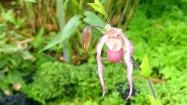 Phragmipedium hartwegii. Phragmipedium cins orkide ailesinin (Salepgiller) (alt familya Cypripedioideae) ve kabile Phragmipedieae ve subtribe Phragmipediinae oluşan cins olduğunu.