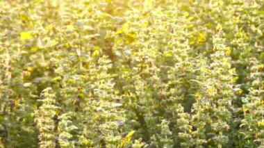 Oğul otu (Melissa officinalis), melisa, ortak balm veya Melisa nane, nane aile Ballıbabagiller ve yerli Güney-Orta Avrupa, Iran ve Orta Asya için çok yıllık otsu bitki olduğunu.