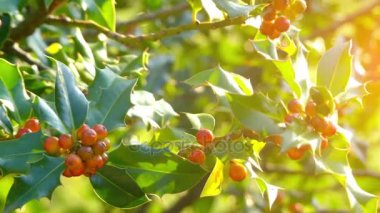 Çobanpüskülü aquifolium (holly, ortak holly, İngilizce holly, Avrupa holly veya zaman zaman Noel holly), holly Batı ve Güney Avrupa, Kuzeybatı Afrika ve Güneybatı Asya familyasından.