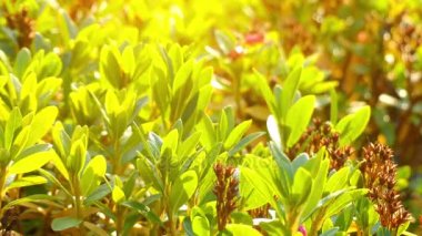 Asit topraklarda Alps, Pyrenees, Jura ve Apennines ağaç çizgisinin üstündeki sadece yetişir bir yaprak dökmeyen çalı ormangülü ferrugineum (bazen denilen alpenrose, kar-gül, ya da paslı yapraklı alpenrose) olduğunu.