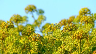 Hedera helix (ortak, sadece, İngilizce veya Avrupa Ivy) familyasından bir bitki ailesindeki Sarmaşıkgiller, çoğu Avrupa ve Batı Asya için yerel.