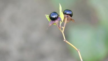 Güzelavrat otu veya güzelavrat, olarak bilinen Atropa belladonna itüzümü aile Solanaceae çok yıllık otsu bitki (rhizomatous hemicryptophyte) olduğunu.