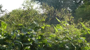 Eryngium ilerliyor, olarak bilinen ya da mavi eryngo veya düz deniz holly, çiçekli bitki ailesindeki maydanozgiller, orta ve Güneydoğu Avrupa ve Orta Asya içeren alan için yerel familyasından.