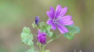 Malva sylvestris ebegümeci cins Malva aile Ebegümecigiller familyasından ve tür için cins olarak kabul edilir. İngilizce konuşan Avrupalılar için ortak ebegümeci bilinen.