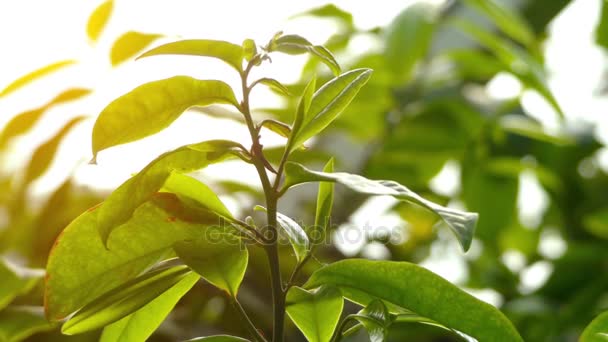 Eupomatia laurina, comunemente chiamata Bolwarra o talvolta guava nativa o alloro di rame è specie di arbusti a piccoli alberi, del continente australiano antica famiglia di piante Eupomatiaceae . — Video Stock