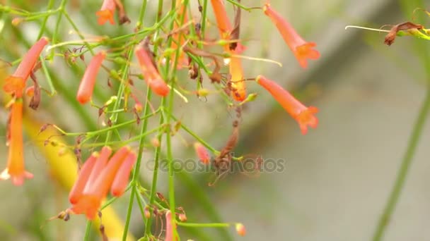 Russelia equisetiformis, commonly known as fountainbush, firecracker plant, coral plant, coral fountain, coralblow and fountain plant, is weeping subshrub in Plantaginaceae family. — Stock Video