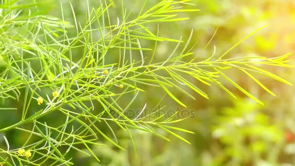 Acacia iteaphylla es un arbusto perteneciente al género Acacia y al subgénero Phyllodineae. Es originaria de Australia Meridional y ahora se encuentra en un área en el suroeste, Wheatbelt . — Vídeos de Stock