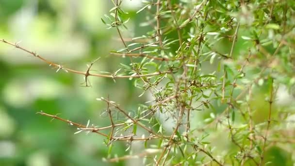 Coprosma propinqua es una planta de Nueva Zelanda perteneciente a la familia Rubiaceae y género Coprosma. Su nombre maorí (en el uso común de Nueva Zelanda) es mingimingi. Es arbusto de hojas pequeñas. . — Vídeos de Stock