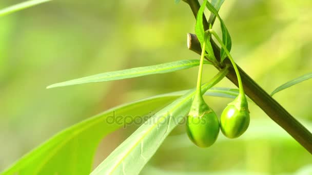 Solonum laciniatum. Solanum est un genre large et diversifié de plantes à fleurs . — Video