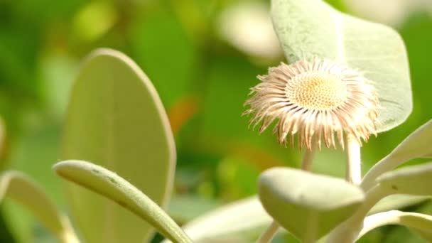 La Pachystegia insignis è una specie di piante da fiore della famiglia delle Asteraceae. È originario della Nuova Zelanda . — Video Stock