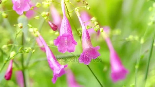 Strobilanthes cystolithigera. Strobilanthes es un género de plantas con flores perteneciente a la familia Acanthaceae. . — Vídeo de stock