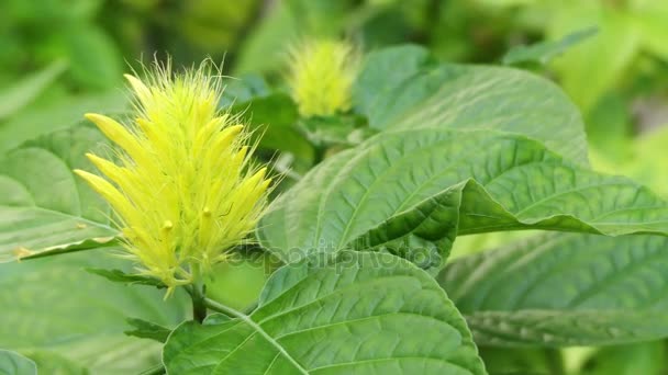 Schaueria calycotricha (flavicoma). Schaueria — рід квіткових рослин родини Acanthaceae. Вони є ендемічних для Бразилії, з Баія в Ріо-Гранде-Сул. — стокове відео