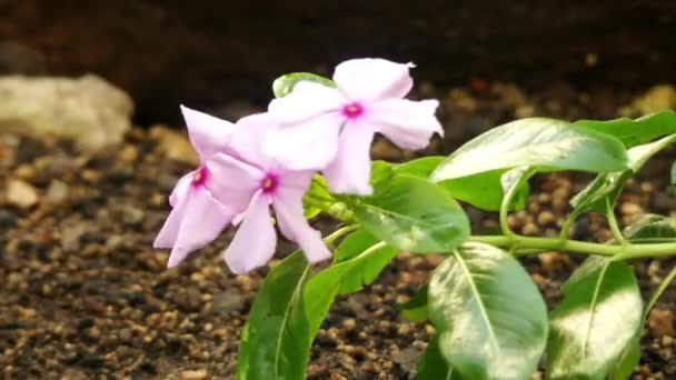 Léčivé rostliny roseus, běžně známá jako Madagaskar periwinkle, růžový barvínek nebo teresita v Mexiku, konkrétně v Champoton, Campeche a Merida, je druh, v dogbane rodině toješťovité — Stock video