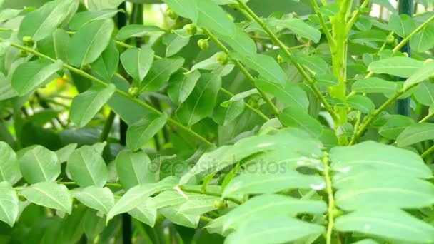 Phyllanthus acidus, connue sous le nom de groseille à maquereau Otaheite, starberry, Orboroi, grosella, jimbilin, damoiselle, karamay, layuan, bangkiling, cermai, Goanbil dans la famille des Phyllanthaceae . — Video