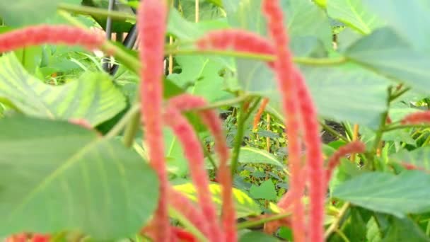 Acalypha hispida, Chenille plant, is flowering shrub which belongs to family Euphorbiaceae, subfamily Acalyphinae, and genus Acalypha. Acalypha is fourth largest genus of Euphorbiaceae family. — Stock Video