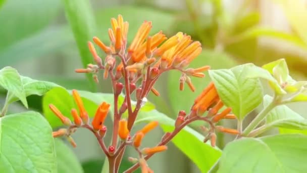 Hamelia patens är perenn buske eller litet träd i kaffe och familjen måreväxter, som är infödda till amerikanska tropiska och subtropiska områden. Namn: kärleken, hummingbird bush, scarlet bush och rödhårig. — Stockvideo