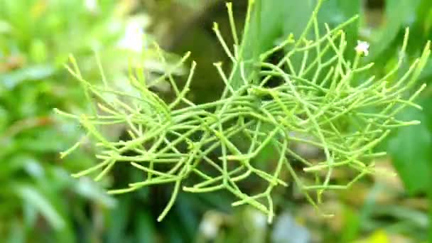 Rhipsalis teres (costaricensis). Rhipsalis es un género de cactus epífitas. Se les conoce como cactus muérdago. Rhipsalis es parte de la tribu Rhipsalideae dentro de la subfamilia Cactoideae de Cactaceae. . — Vídeo de stock