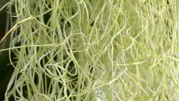 Hiszpański moss (Tillandsia usneoides) to roślina kwitnąca, który często rośnie na większych drzewach, często Południowej na żywo dąb (Quercus virginiana) i Łysy cyprys (Cypryśnik błotny). — Wideo stockowe