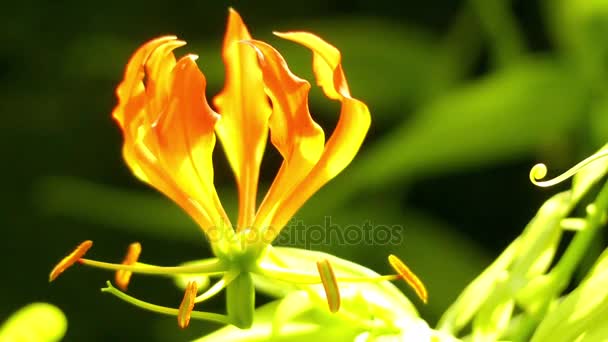 Gloriosa superba es una especie de planta fanerógama perteneciente a la familia Colchicaceae. Esta especie es una hierba perenne que crece a partir del rizoma carnoso. Es escandaloso, trepando con zarcillos, el tallo alcanza los 4 m de largo . — Vídeo de stock