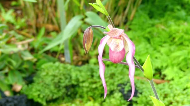 Phragmipedium hartwegii. Phragmipedium is genus of Orchid family (Orchidaceae) (Subfamily Cypripedioideae) and only genus comprised in tribe Phragmipedieae and subtribe Phragmipediinae. — Stock Footage Phragmipedium hartwegii. Phragmipedium is genus of Orchid family (Orchidaceae) (Subfamily Cypripedioideae) and only genus comprised in tribe Phragmipedieae and subtribe Phragmipediinae. Royalty Free Stock Footage