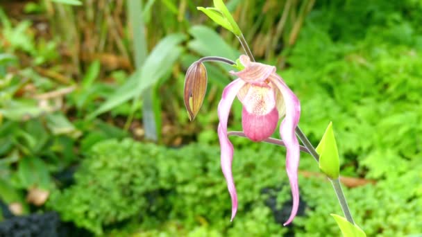 Phragmipedium hartwegii. Phragmipedium är släkte av orkidéfamiljen (Orchidaceae) (underfamilj Cypripedioideae) och endast släkte består i stammen Phragmipedieae och subtribe Phragmipediinae. — Stockvideo