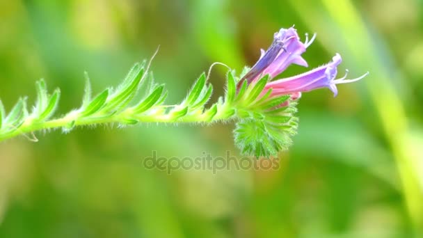 Echium stenosiphon is soorten bloemen die tot de Boraginaceae-familie behoort. Soorten zijn endemisch in Kaapverdië. De laatste vorm van wetenschappelijke naam betekent smalle sifon. — Stockvideo