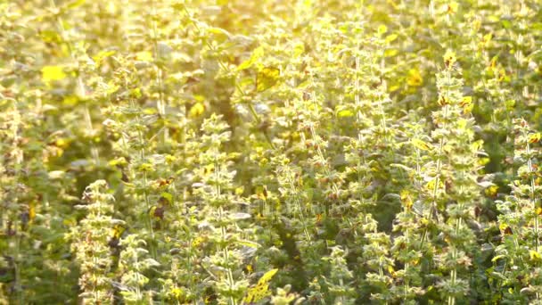 Melisy (Melissa officinalis), balsam, melisa lub balsam mint, jest wieloletnia roślina zielna w rodziny jasnotowatych Lamiaceae i południowo środkowej Europy, Iran i Azji Środkowej. — Wideo stockowe