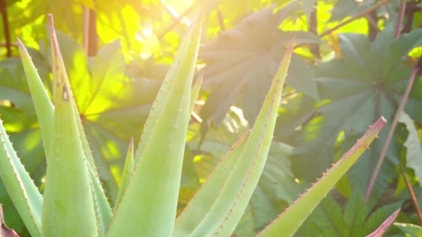 Aloe ferox (wiadomo, jak Cape, Gorzki, czerwony i Tap), gatunek perfoliata Aloe rodzimych Afryki Południowej. Jest to jeden z kilku gatunków aloesu dokonywania gorzki aloes. — Wideo stockowe