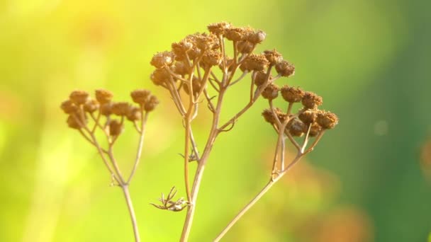 Il Tanacetum vulgare (Tanacetum vulgare) è una pianta erbacea erbacea perenne, originaria dell'Europa temperata e dell'Asia. È anche conosciuto come comune tanaceto, pulsanti amari, mucca amaro, o pulsanti d'oro — Video Stock