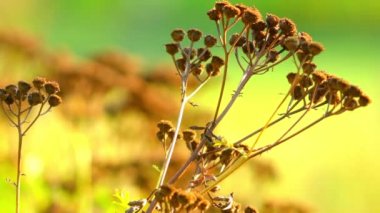 Solucan otu (Tanacetum vulgare) çok yıllık, otsu bitki aster ailesinin, ılıman Avrupa ve Asya olduğunu. Da bilinen ortak solucan otu, acı düğmeler, inek acı veya altın düğmeler