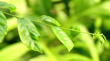 Turraea heterophylla (Afrika Hanımeli) aile Meliaceae. Turraea aile Meliaceae, eski dünya tropik yerli bitki cinsidir.