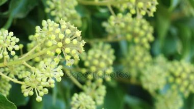 Hedera helix (ortak, sadece, İngilizce veya Avrupa Ivy) familyasından bir bitki ailesindeki Sarmaşıkgiller, çoğu Avrupa ve Batı Asya için yerel.