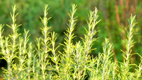 Rosmarinus officinalis, comúnmente conocido como romero, es una hierba leñosa y perenne con hojas fragantes, perennes, similares a agujas, nativas de la región mediterránea. Es miembro de la familia de las lamiáceas . — Vídeo de stock