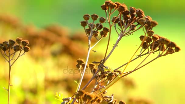 艾菊 （菊茴香） 是多年生草本，草本开花植物的 aster 家庭，原产于温带的欧洲和亚洲。它也被称为共同艾菊、 苦按钮、 牛苦，或金黄色按钮 — 图库视频影像