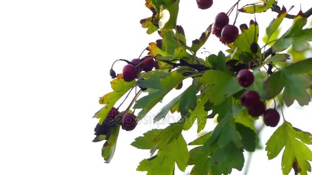 Głóg jednoszyjkowy, znany jako wspólnej hawthorn lub pojedynczą głogu. Inne nazwy zwyczajowe to maja,: głożyna, bodlak, jaworek, głóg, motherdie i haw. — Wideo stockowe