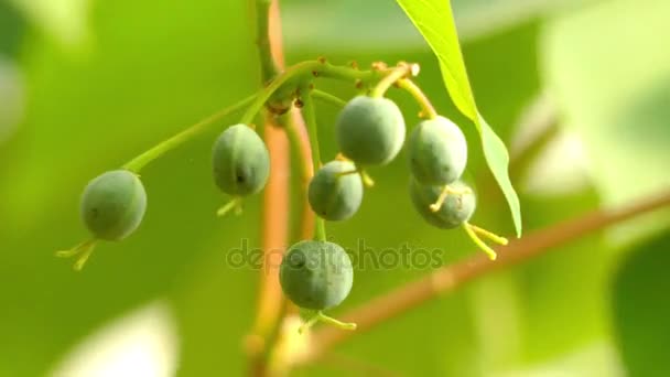 Homalanthus populifolius, bloeden hart of Queensland populier, is een Australische regenwoud plant. Het lijkt vaak op gebied van regenwoud verstoring. — Stockvideo