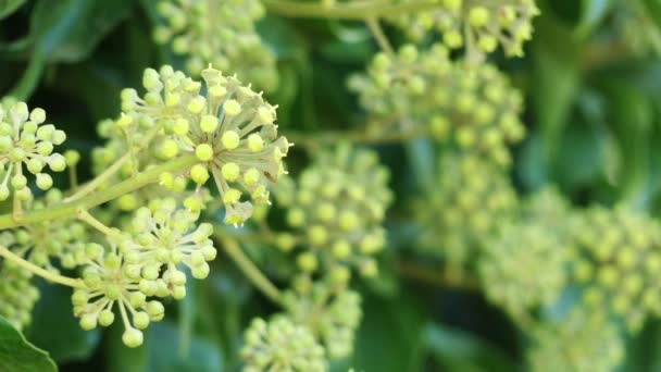Hedera helix (common, just , English or European ivy) is species of flowering plant in family Araliaceae, native to most of Europe and western Asia. — Stock Video