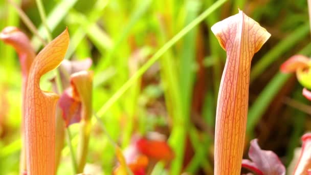 Enfoque de transferencia: Sarracenia rehderi es planta carnívora e híbrida menor (jarra encapuchada) y rubra (jarra ). — Vídeos de Stock